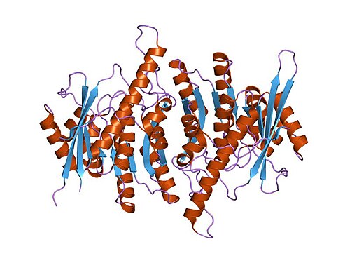 PDB 1lhp EBI.jpg