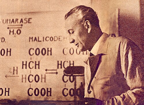 Szentgyorgyi Albert es a c vitamin keplete 1937 okt 31 Pesti Naplo.jpg