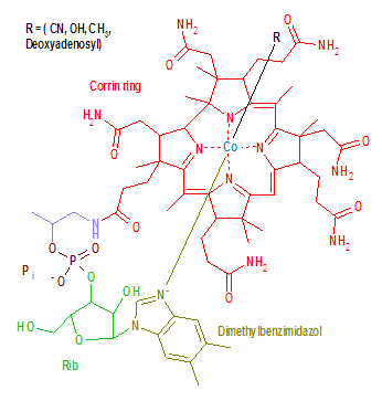 VitaminB12.png